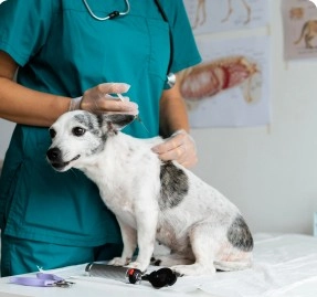Veterinário consultando cachorro